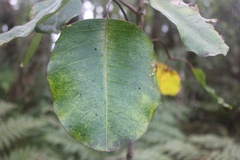 Cheirodendron