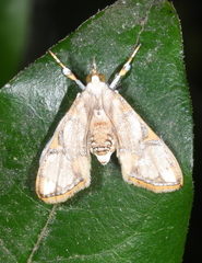 Cirrhochrista fuscusa