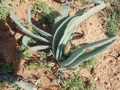 Image of Trachyandra falcata by no rights reserved