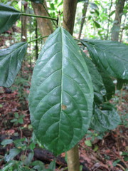 Discoclaoxylon occidentale