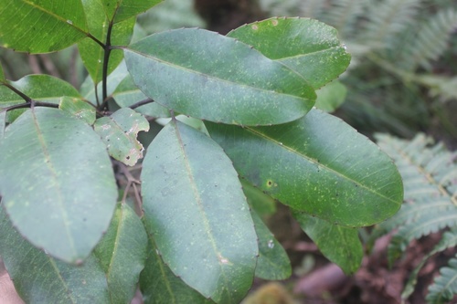 Cheirodendron trigynum