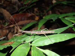 Ocnophiloidea