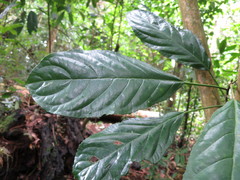 Discoclaoxylon occidentale