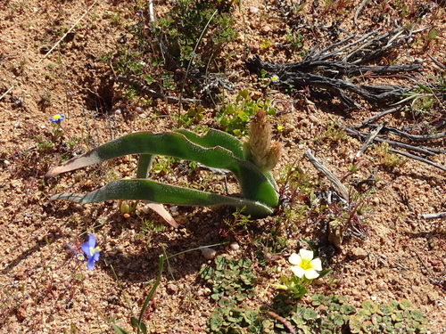 Image of Trachyandra falcata by no rights reserved