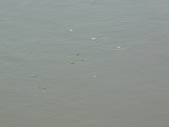 Aquarius adelaidis