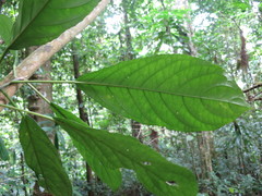 Discoclaoxylon occidentale