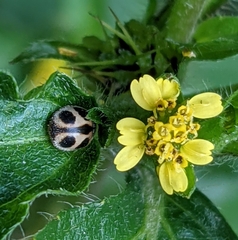 Platynaspis maculosa