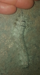 Lepidoptera