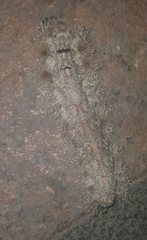 Lepidoptera