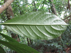 Discoclaoxylon occidentale