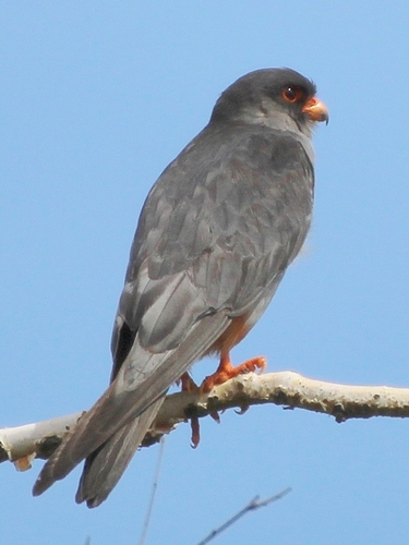 Amur Falcon (Falco amurensis), photo 6