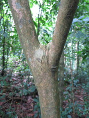 Discoclaoxylon occidentale