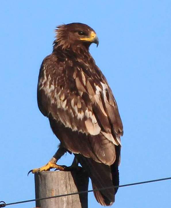 Greater Spotted Eagle (Clanga clanga)