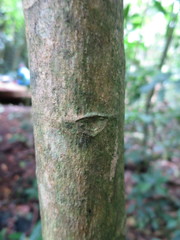 Discoclaoxylon occidentale