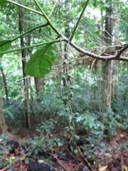 Discoclaoxylon occidentale