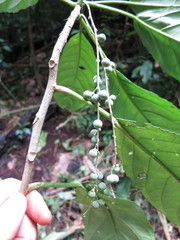 Discoclaoxylon occidentale