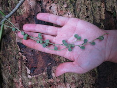 Discoclaoxylon occidentale