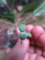 Discoclaoxylon occidentale