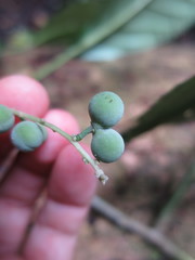 Discoclaoxylon occidentale