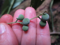 Discoclaoxylon occidentale