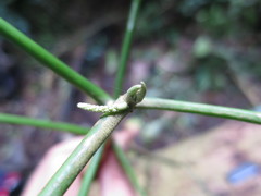 Discoclaoxylon occidentale