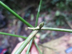 Discoclaoxylon occidentale