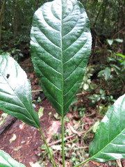 Discoclaoxylon occidentale