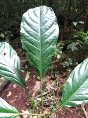 Discoclaoxylon occidentale