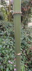 Chimonobambusa quadrangularis