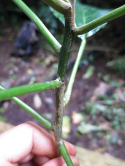 Discoclaoxylon occidentale