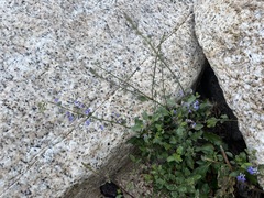 Hyptis collina