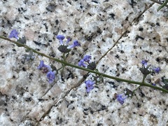 Hyptis collina