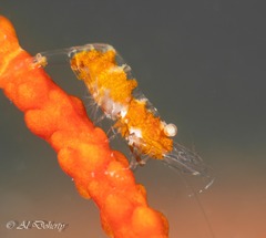 Hamodactylus boschmai