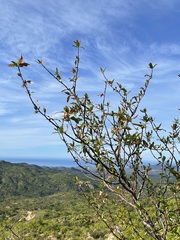 Bursera cerasiifolia