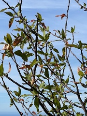 Bursera cerasiifolia