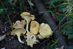 Cantharellus ferruginascens