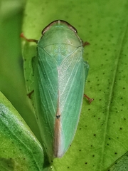 Krisna