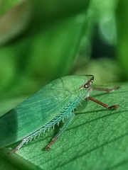 Krisna