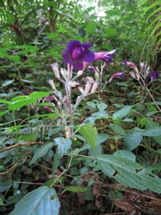 Laceflower (Heteradelphia)
