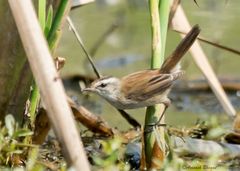 Acrocephalus melanopogon