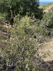 Bursera cerasiifolia