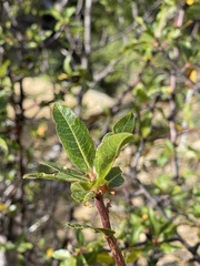 Bursera cerasiifolia