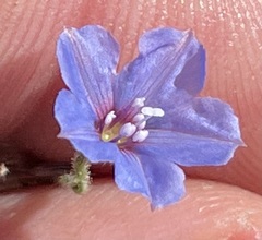 Jacquemontia evolvuloides