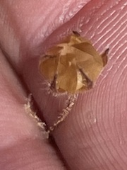 Jacquemontia evolvuloides