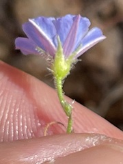 Jacquemontia evolvuloides