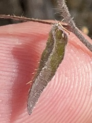 Jacquemontia evolvuloides