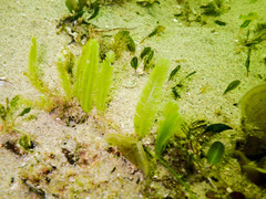 Halophila