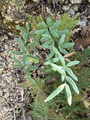 Pellaea ternifolia brandegeei
