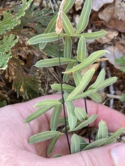 Pellaea ternifolia brandegeei