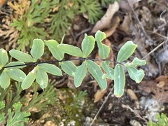 Pellaea ternifolia brandegeei